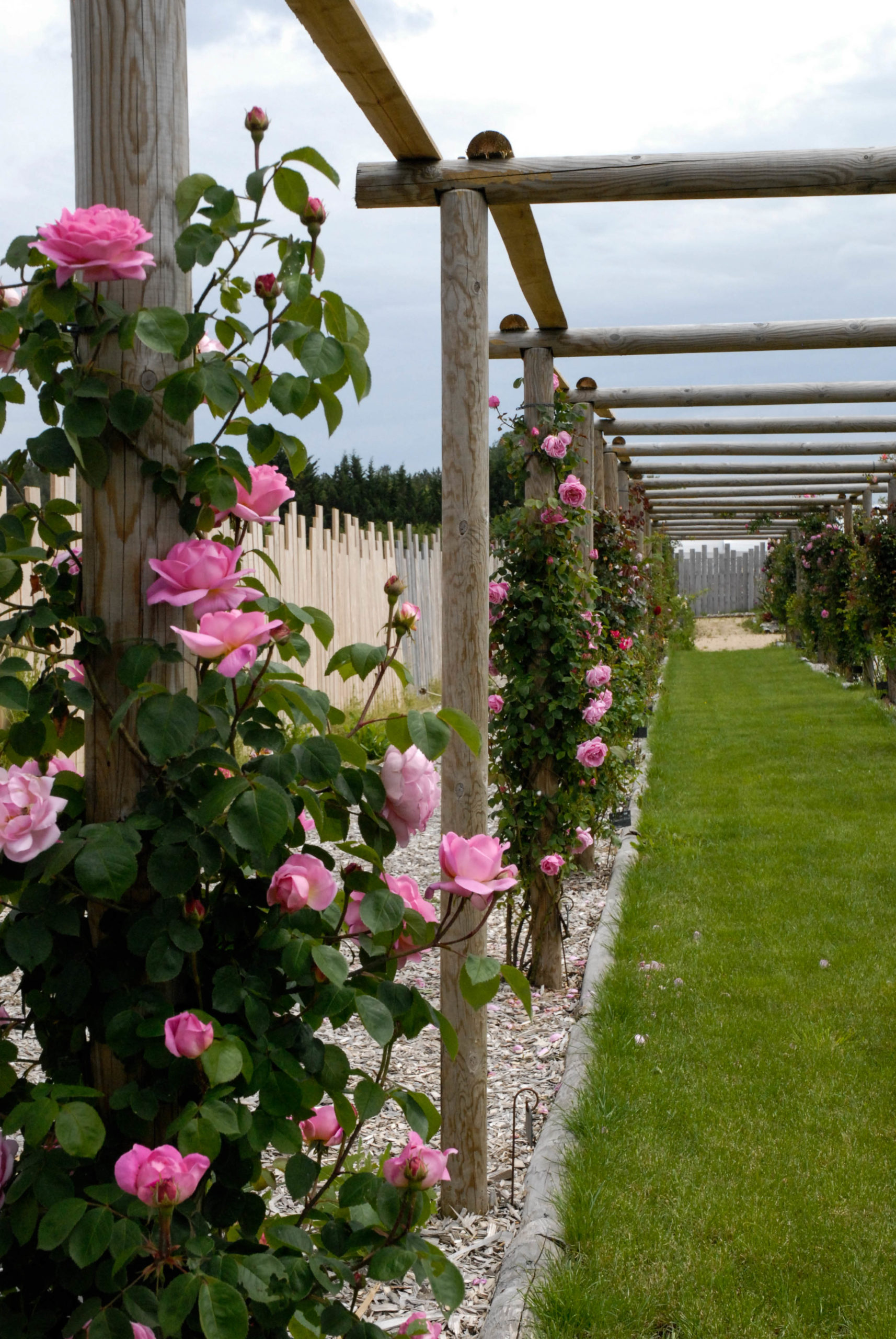 Nichoir rustique - Roses André Eve