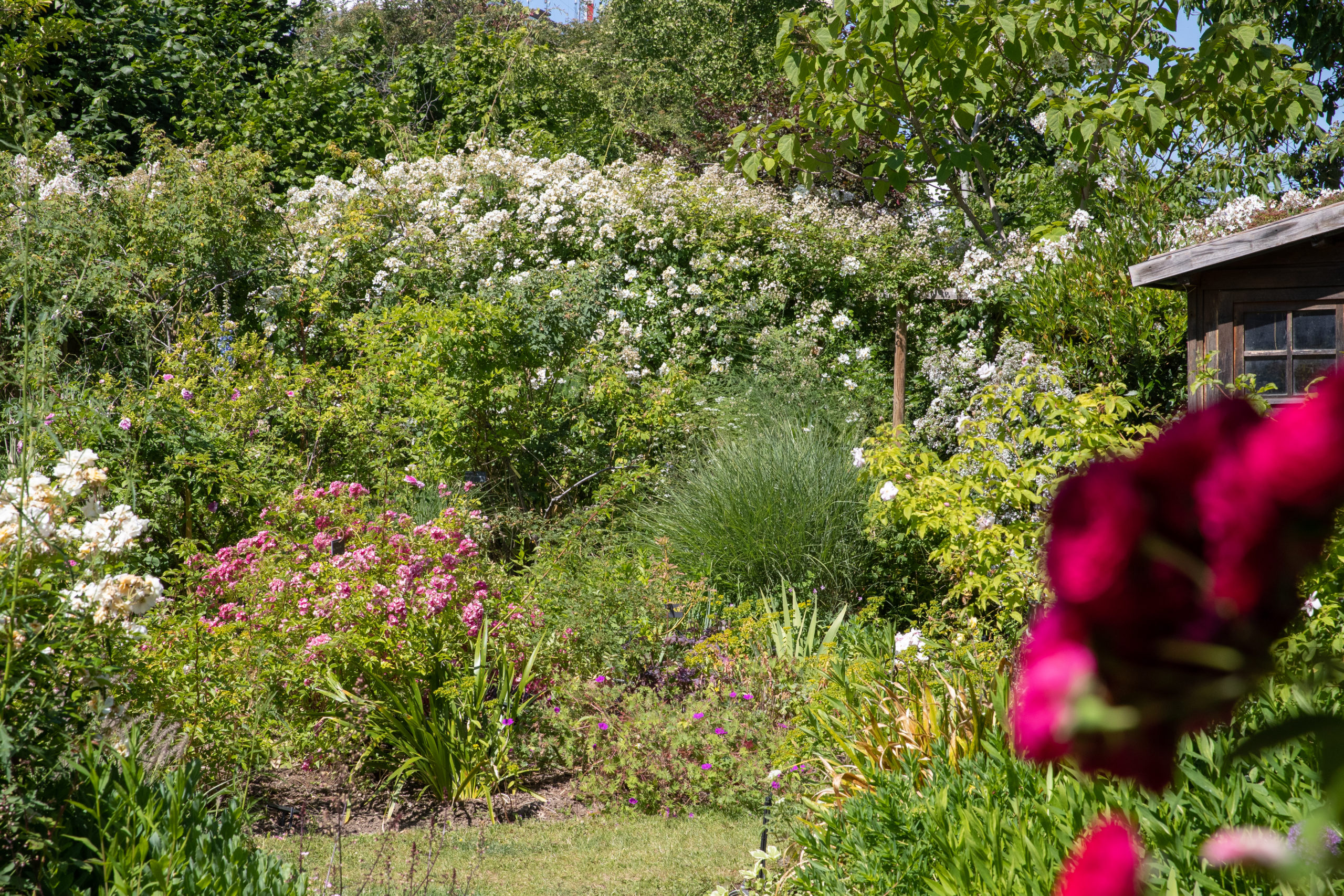 Un Iris blanc et jaune visité par une abeille - Photo de JARDIN PRIVÉ  D'ANDRÉ EVE à PITHIVIERS (45) - Le JardinOscope, toute la flore et la faune  de nos parcs et jardins