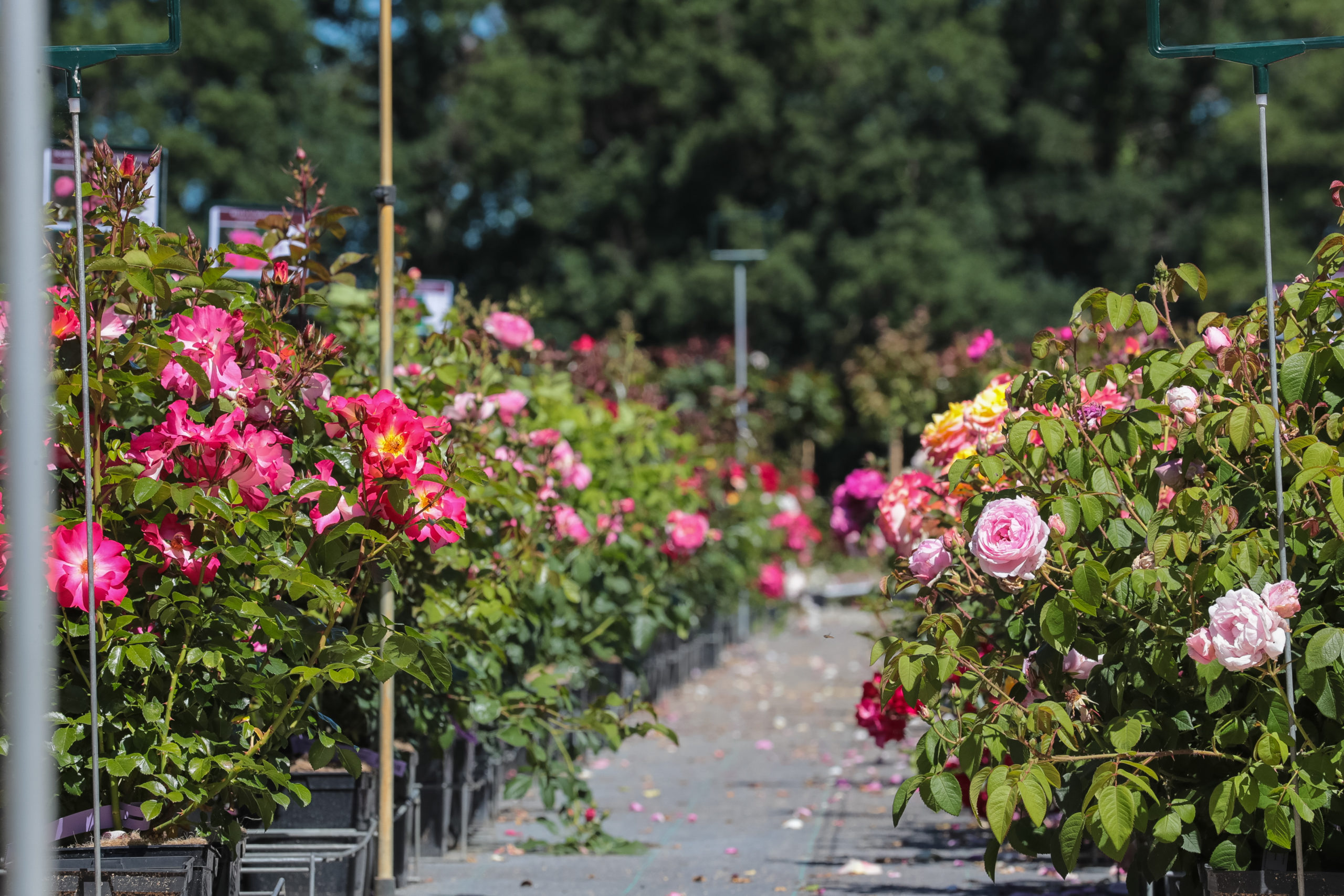Roses Anciennes Andre Eve Rosieriste Createur Collectionneur Et Jardinier Roses Anciennes Andre Eve Rosieriste Createur Collectionneur Et Jardinier