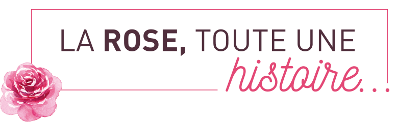 titre la rose toute une histoire