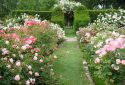 La-roseraie-vers-le-jardin-des-palmiers