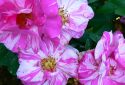 Rosa-gallica-versicolor