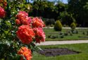 Route de la Rose - Jardin des plantes Orléans - Crédit photo = IOAproduction - Sébastien Richard (14)