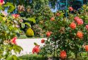 Route de la Rose - Jardin des plantes Orléans - Crédit photo = IOAproduction - Sébastien Richard (21)