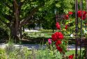 Route de la Rose - Jardin des plantes Orléans - Crédit photo = IOAproduction - Sébastien Richard (7)