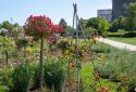 Route de la Rose - Jardin à theme Quies-sur-Bezonde - Crédit photo = IOAproduction - Sébastien Richard (18)