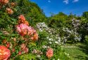 Route de la Rose - Jardins de Roquelin - Crédit photo = IOAproduction - Sébastien Richard (69)