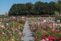 Route de la Rose - Roses anciennes Andre Eve - Crédit photo = IOAproduction - Sébastien Richard (110)