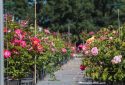 Route de la Rose - Roses anciennes Andre Eve - Crédit photo = IOAproduction - Sébastien Richard (2)