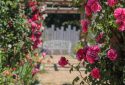 Route de la Rose - Roses anciennes Andre Eve - Crédit photo = IOAproduction - Sébastien Richard (25)