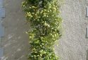 rosier banksiae Lutea rue du bon Guillaume