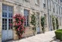 rosiers grimpants facade de la mairie