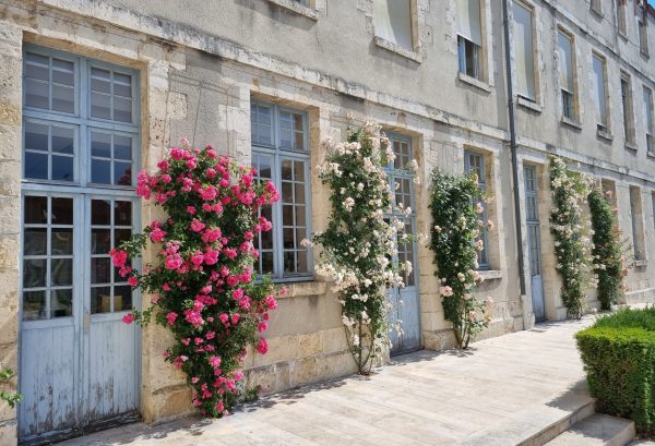 rosiers grimpants facade de la mairie